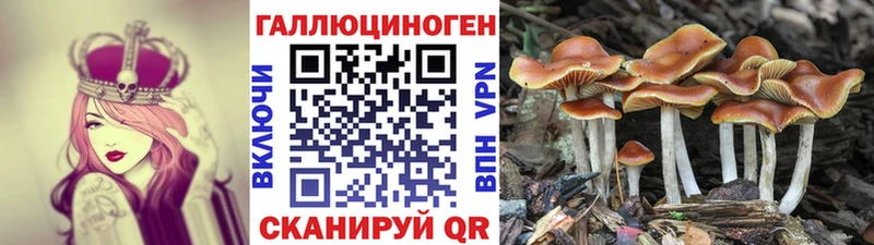 Псилоцибиновые грибы Cubensis  Купить где  Морозовск 